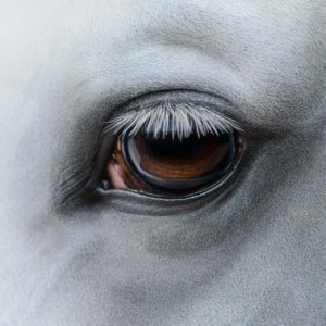 Augen auf beim Pferdekauf