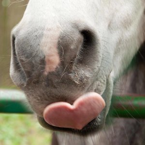 Online-Emotionscoaching